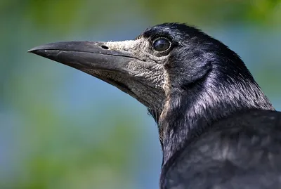 Грач (Corvus frugilegus). Птицы Европейской России.