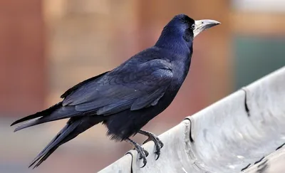 Грач (Corvus frugilegus)