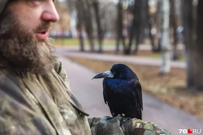 Грачи | Пикабу