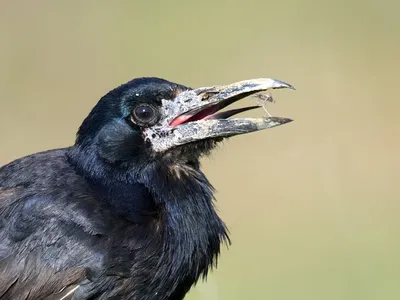 Грач (Corvus frugilegus). Птицы Сибири.