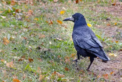 Грач Corvus frugilegus Rook