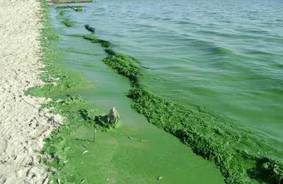 Грязная Вода В Реке — стоковые фотографии и другие картинки Без людей - Без  людей, Вода, Глобальный - iStock