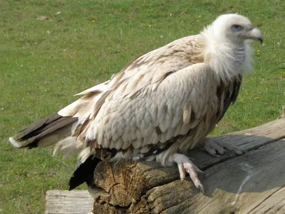 Фотографии гриф птица Griffon vulture Клюв животное