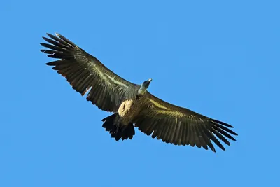 Птица хищника Griffon стоковое фото. изображение насчитывающей выноситель -  145710580