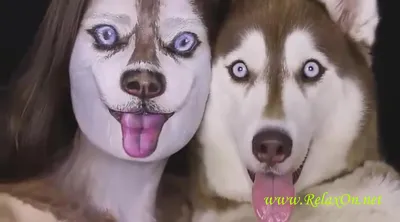 Extraordinary dog make-up pictures in PNG