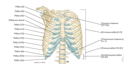 Грудная клетка человека фото