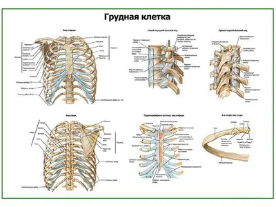 [60+] Грудная клетка человека фото фото