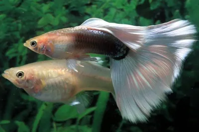 Guppy Poecilia Reticulata Красочные Радуги Тропических Аквариумных Рыб —  стоковые фотографии и другие картинки Гуппи - рыба - iStock