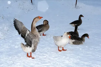 Куда улетают на зиму гуси из России