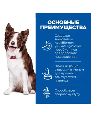 Картинка ячменя у собаки: бесплатные обои в высоком качестве