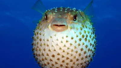 Ядовитая рыба фугу стала постоянным обитателем Средиземного моря —  20.04.2021 — В мире на РЕН ТВ