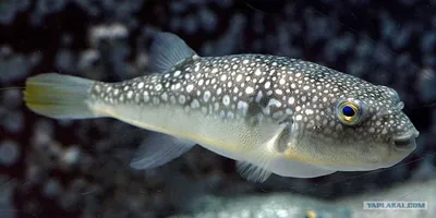 Самая ядовитая рыба в мире укусила россиянина в Приморье - Рамблер/субботний