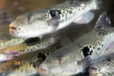 Рыба фугу: великая и ужасная. | Пикабу