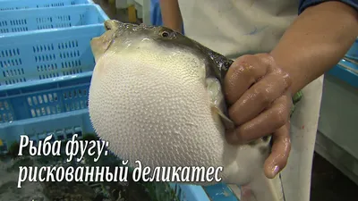 В Приморье рыбак выловил фугу, смертельно опасная рыба укусила мужчину -  KP.RU