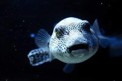 Рыба фугу – шар для боулинга в вашем аквариуме - akvariman.ru