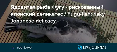 Уха из рыбы фугу стала причиной смерти двух туристов в Приморье