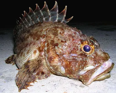 В Адриатическом море у побережья Черногории поселилась ядовитая рыба из  семейства фугу — Openmonte