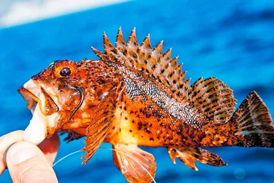Ядовитые рыбы черного моря - 78 фото