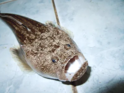 Крым: 5 самых опасных рыб Черного моря