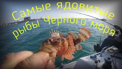 Какая рыба водится в Сочи – путеводитель по морским обитателям Черного моря
