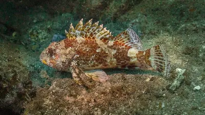 Токсичные опасные рыбы. Рыба Черного моря. Европейское черное Scorpena  Porcus Scorpaena Scorpionfish сток-видео - Видео насчитывающей  подныривание, опасность: 180560659