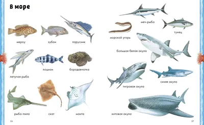 Океанские убийцы: знакомство с самыми ядовитыми рыбами в мире (Фото) -  Телеграф