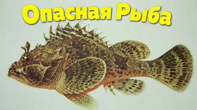 🐠Самые ядовитые рыбы Черного моря: ТОП 7 с названиями, описанием и фото