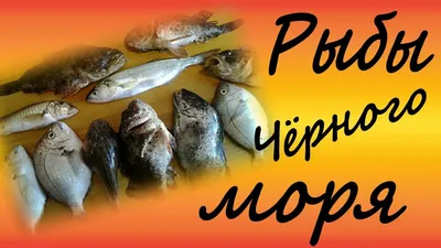 Самая опасная рыба Чёрного моря, которую лучше обходить стороной - YouTube