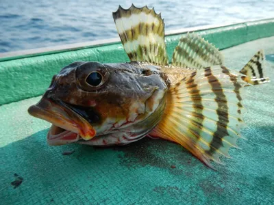 Какие опасные рыбы водятся в Черном море - Рамблер/путешествия