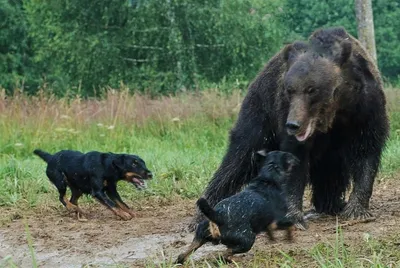 Фото ягдтерьера: создайте стильный вид вашего веб-сайта