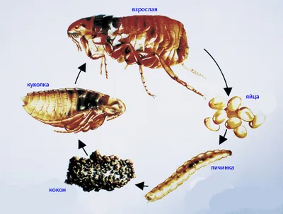 Яйца блох у собак