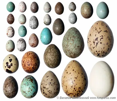 Яйца диких птиц фото фотографии