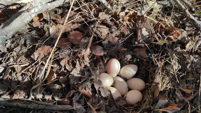 Птенцы и яйца диких птиц в лесу - YouTube