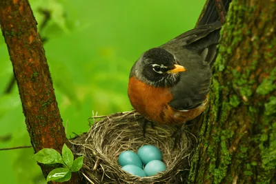 Яйцо в носочке: История человека, обкрадывавшего птиц — Bird In Flight