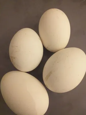 10 миллионов яиц в месяц будут выпускать на птицефабрике в  Комсомольске-на-Амуре — Новости Хабаровска и Хабаровского края -  Transsibinfo