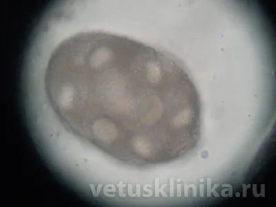Яйца глистов в кале собаки: Фото в высоком разрешении