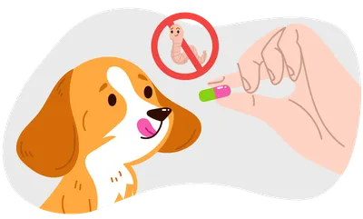 Изображения Яиц глистов в кале собаки: Подходят для использования в научных исследованиях