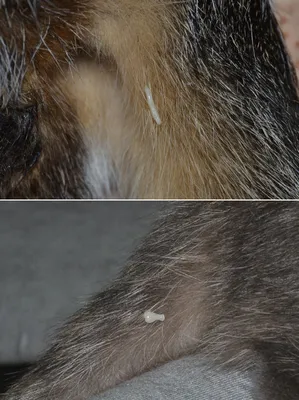 Яйца глистов в кале собаки: Красочные фото в разных форматах