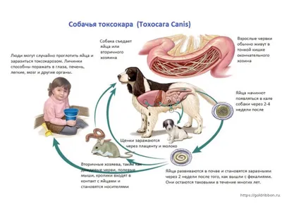 Яйца глистов в кале собаки: Эмоциональные и впечатляющие фотографии