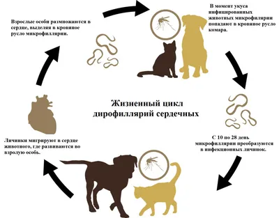 Изображения Яиц глистов в кале собаки: Высококачественные изображения, доступные для скачивания