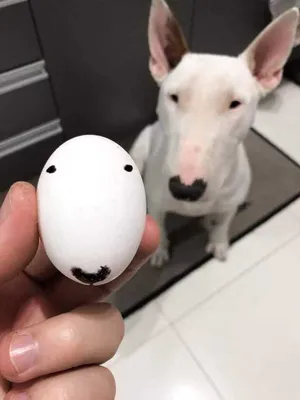 Фото собачьих яиц в разных размерах