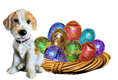 Картинки яиц собаки: разнообразие размеров