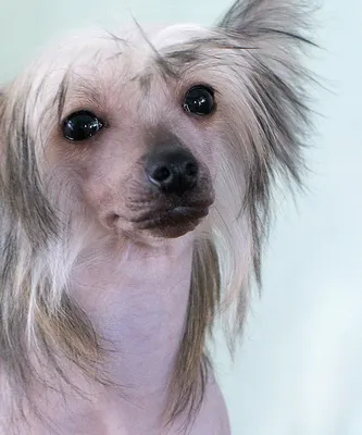 Изображение японской хохлатой собаки: Шерсть как кружево