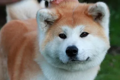 Японская хохлатая собака: Фото, показывающие её очарование