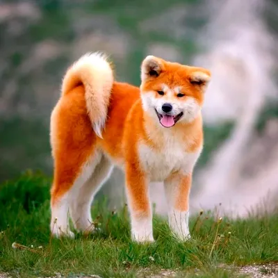 Японская порода собак хатико в формате jpg для скачивания