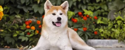 Скачать бесплатно фото Японской породы собак хатико в хорошем качестве