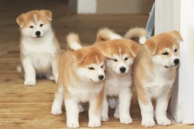 Фото Японской породы собак хатико: лучший друг на вашем экране