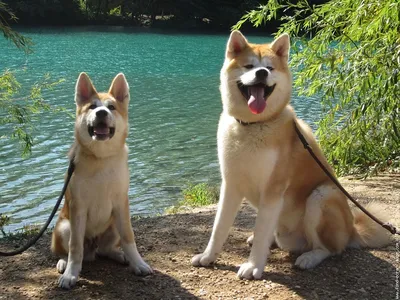 Скачать бесплатно изображения Японской породы собак хатико для дизайна
