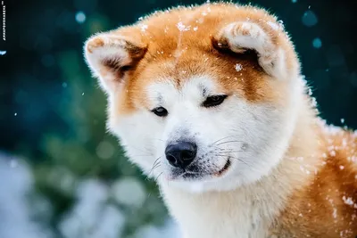Фото Японской породы собак хатико в стильном формате jpg
