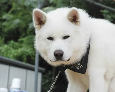 Скачать бесплатно фото Японской породы собак хатико для фона